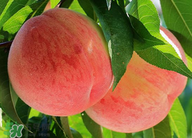 丽江雪桃多少钱一斤,雪桃多少钱一斤2020