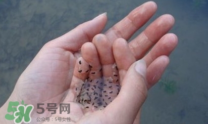 蟾蜍和青蛙的区别和相同点,蟾蜍和青蛙的区别图片