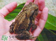 蟾蜍皮怎么服用,蟾蜍皮怎么服用?蟾蜍皮对咽炎有冶疗效果吗? 蟾蜍皮怎么服用,蟾蜍皮怎么服用?蟾蜍皮对咽炎有冶疗效果吗?