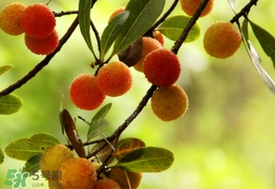 杨梅酒加多少冰糖,杨梅酒放冰糖好还是不放好