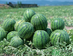 小西瓜是转基因吗,特小凤西瓜是转基因吗 小西瓜是转基因吗,特小凤西瓜是转基因吗