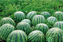 小西瓜的吃法,小西瓜怎么吃