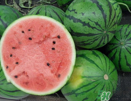 西瓜种植时间和生长期,西瓜的生长周期一般为几个月 西瓜种植时间和生长期,西瓜的生长周期一般为几个月