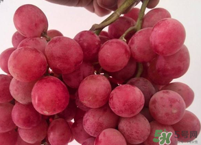 提子的保存方法,提子的保存方法及保存时间 提子的保存方法,提子的保存方法及保存时间