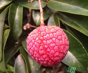 吃荔枝的好处和功效,吃荔枝的好处和坏处