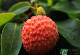 吃荔枝流鼻血是什么原因,荔枝吃多了会流鼻血吗 吃荔枝流鼻血是什么原因,荔枝吃多了会流鼻血吗