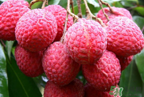 荔枝病的实质是什么,荔枝病的实质