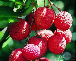 吃荔枝头晕怎么回事,吃荔枝肚子疼怎么回事