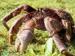 椰子蟹的价格,椰子蟹多少钱一斤2019 椰子蟹的价格,椰子蟹多少钱一斤2019