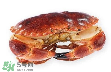 如何挑选面包蟹,面包蟹坏了是什么样