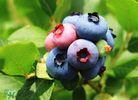 蓝莓酵素果冻真的能减肥吗,吃蓝莓可以减肥吗