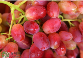 提子的生长环境,提子的生长环境和特点