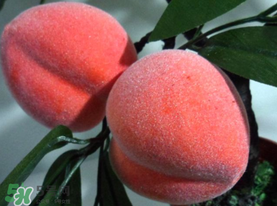 桃的功效和营养价值,桃的营养和功效和作用