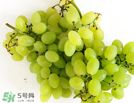 青酶的形态特征,青霉的形态特征 青酶的形态特征,青霉的形态特征