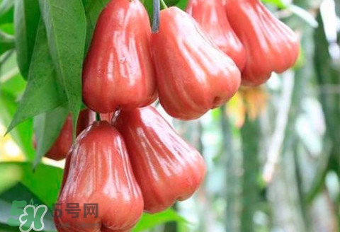 海南莲雾什么时候成熟,莲雾什么时候成熟 海南莲雾什么时候成熟,莲雾什么时候成熟