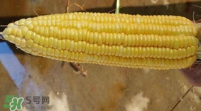 水果玉米和甜玉米的区别,水果甜玉米和甜玉米有什么区别