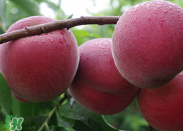 毛桃过敏之后怎么应该怎么处理啊,吃毛桃过敏的症状
