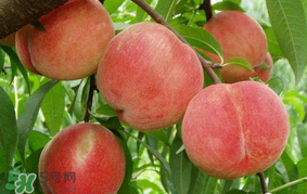 香蕉不可以和什么同食,香蕉不能和什么食物同食