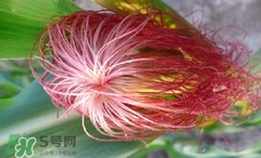 玉米须怎么晒干保存,玉米须晒干了可以放多久