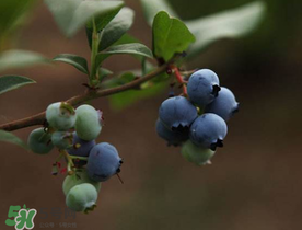 蓝莓注意事项,蓝莓禁忌和注意事项