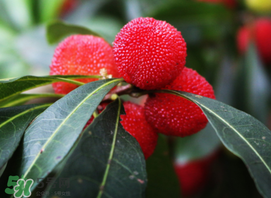 杨梅酒中毒有什么症状,吃杨桃中毒症状