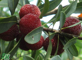 杨梅的食用方法有哪些,杨梅的食用方法及禁忌