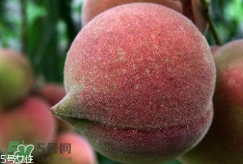 九仙桃怎么画,仙桃可以放冰箱保鲜吗 九仙桃怎么画,仙桃可以放冰箱保鲜吗