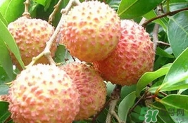 桂味荔枝的特点是什么,桂味荔枝的特点和作用