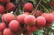 番荔枝黑了能吃吗,番荔枝变黑可以吃吗