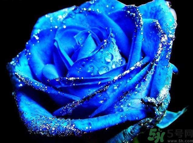 适合孕妇的花草植物,适合孕妇养的十种花 适合孕妇的花草植物,适合孕妇养的十种花