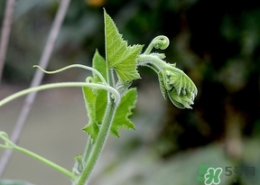 羊去毛用水烫的方法,羊毛用开水能烫掉不