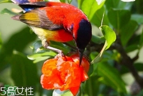 石榴花能吃吗?是否有毒?,石榴花能吃吗