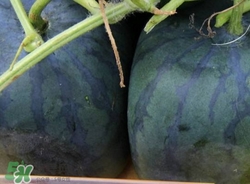 正方形的西瓜是怎么长出来的,方形西瓜怎么种出来的