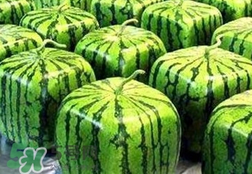 方形西瓜 多少钱