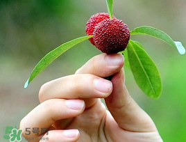 吃杨梅的注意事项,杨梅的吃法和注意事项 吃杨梅的注意事项,杨梅的吃法和注意事项