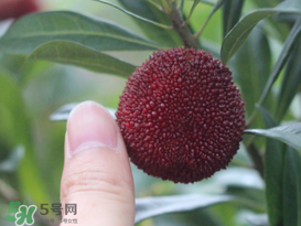 杨梅放冰箱怎么保存,杨梅放冰箱里可以放多久