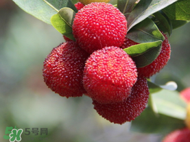 杨梅放冰箱冷藏还是冷冻,杨梅在冰箱里冷冻能放多久 杨梅放冰箱冷藏还是冷冻,杨梅在冰箱里冷冻能放多久