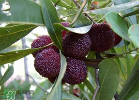 如果吞了杨梅的籽会怎样,杨梅籽可以吞进肚子里面吗?