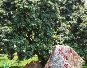 挂绿荔枝为什么不多种,带绿荔枝为什么这么贵