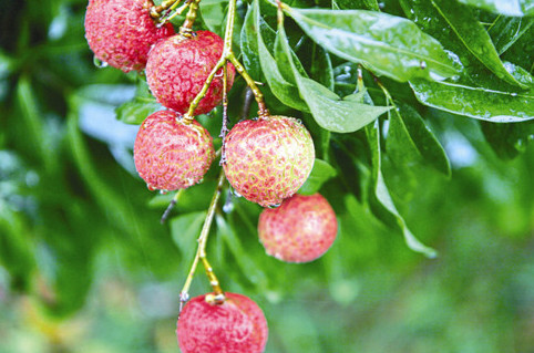 挂绿荔枝多少钱一斤,挂绿荔枝价格