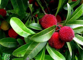 什么人不能吃杨梅,杨梅为什么不能多吃 什么人不能吃杨梅,杨梅为什么不能多吃