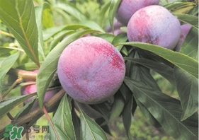 脆红李子的特点是什么,脆红李的栽培技术