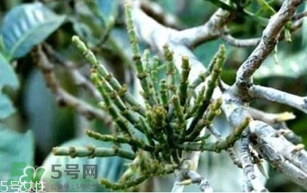 古树螃蟹脚茶的功效和作用,螃蟹脚普洱茶的功效和作用