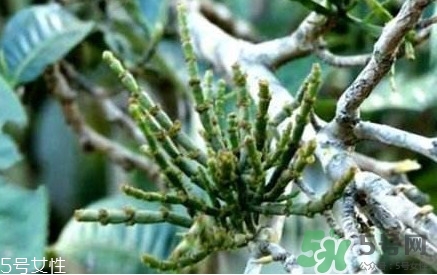 螃蟹脚茶是什么茶,螃蟹脚茶是什么茶?有哪些功效和作用?