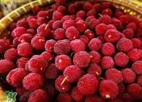 杨梅哪些人不能吃,杨梅哪些人不能吃新