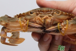 公蟹母蟹季节,公蟹母蟹的区别