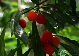 香蕉汤的做法大全窍门,家常香蕉汤的做法