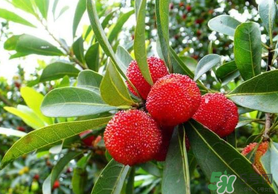 冰糖杨梅吃多了会怎么样,杨梅吃多了会怎么样?