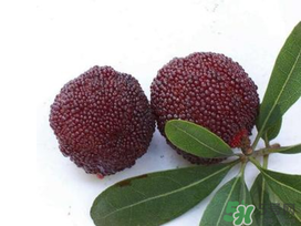 樱桃和杨桃能一起吃吗,杨梅不能和什么水果一起吃