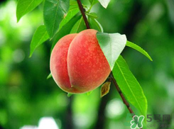 杨梅怎么吃比较正确,杨梅怎么吃比较好吃 杨梅怎么吃比较正确,杨梅怎么吃比较好吃